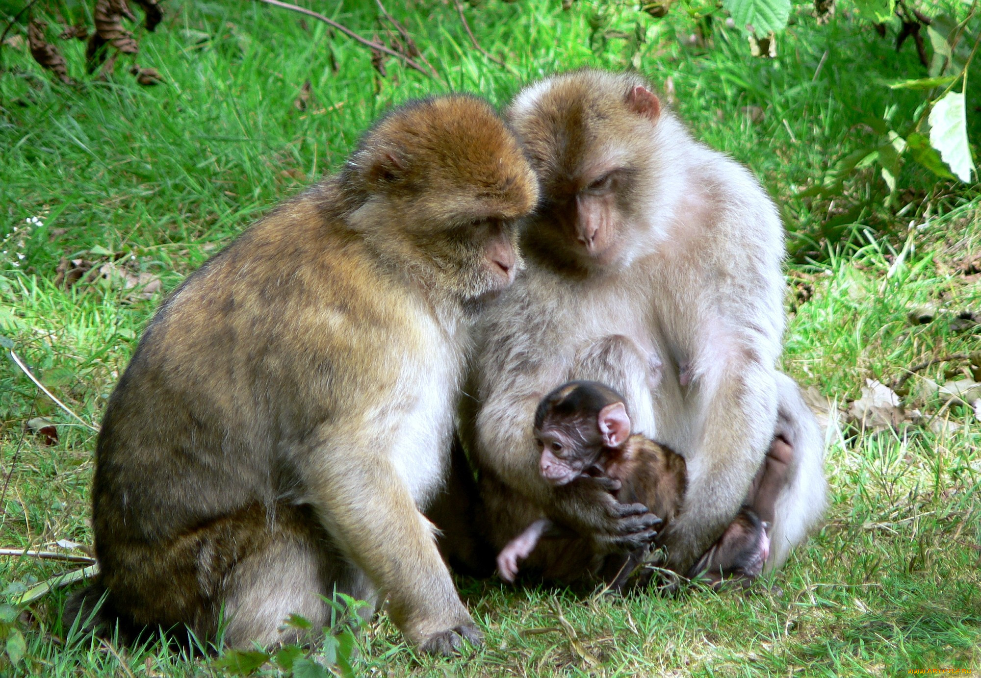 Детеныш обезьяны